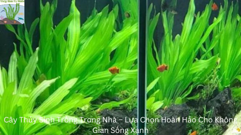 Cây Thủy Sinh Trồng Trong Nhà – Lựa Chọn Hoàn Hảo Cho Không Gian Sống Xanh