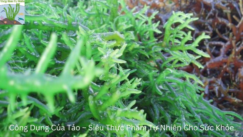 Công Dụng Của Tảo – Siêu Thực Phẩm Tự Nhiên Cho Sức Khỏe