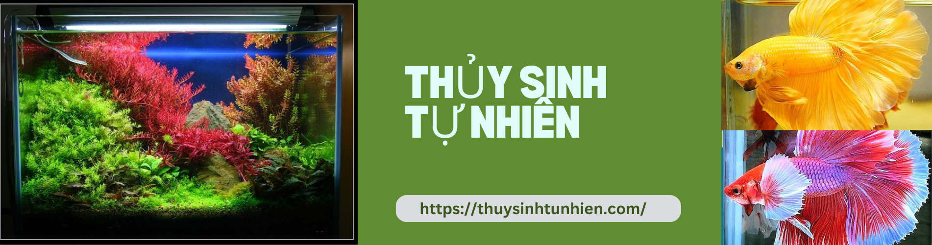 Thuy Sinh Tu Nhien 2