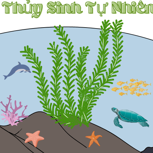 Thủy Sinh Tự Nhiên